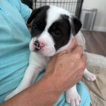 Lola - Chino Hills Location *Available 9/26* -  English Bulldog and Husky Dog for Adoption in Chino Hills, California - Lola - Chino Hills Location *Available 9/26* | PetCurious