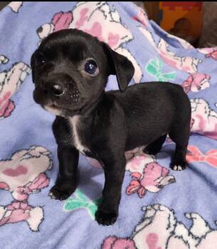 Marty (TX) -  Chihuahua Dog for Adoption in New York, New York - Marty (TX) | PetCurious