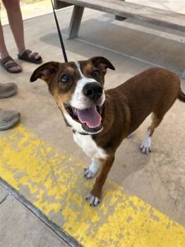 ARTHUR -  Terrier Dog for Adoption in San Antonio, Texas - ARTHUR | PetCurious
