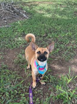 Bella -  Chihuahua and Dachshund Dog for Adoption in Luling, Texas - Bella | PetCurious