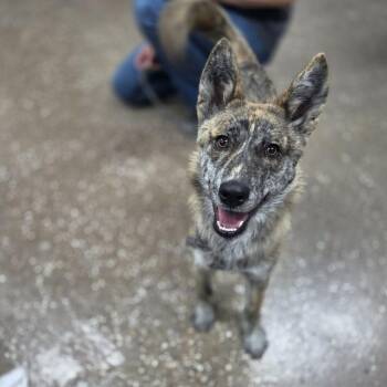 Kira -  Husky and Dutch Shepherd Dog for Adoption in Incline Village, Nevada - Kira | PetCurious