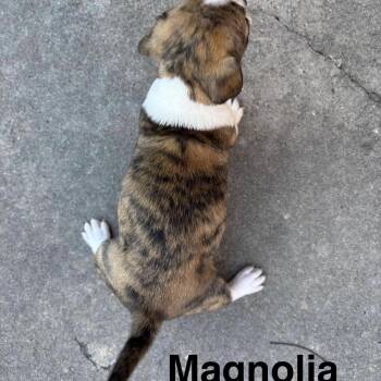 Magnolia -  Chihuahua Dog for Adoption in Hillsborough, North Carolina - Magnolia | PetCurious