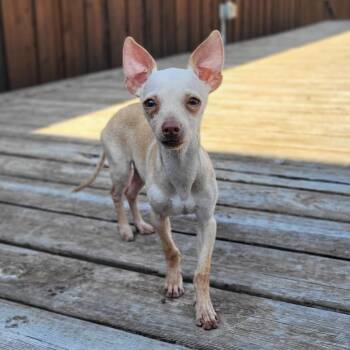 Cannoli -  Chihuahua Dog for Adoption in Colleyville, Texas - Cannoli | PetCurious