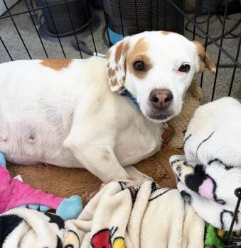 Latte- Calling all kind ladies -  Beagle Dog for Adoption in Conway, South Carolina - Latte- Calling All Kind Ladies | PetCurious