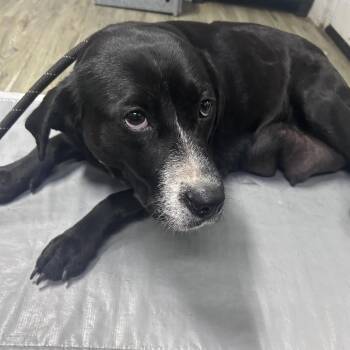 Mixed Breed Dogs Available for Adoption in Summerville, South Carolina - Marie | PetCurious