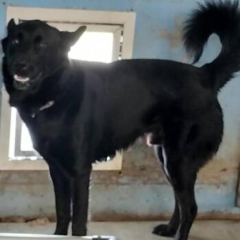 Nox -  Shepherd Dog for Adoption in Brooksville, Kentucky - Nox | PetCurious
