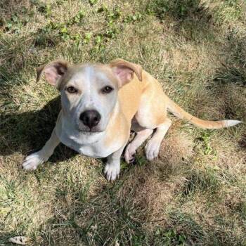 Astra -  Mixed Breed Dog for Adoption in Georgetown, Kentucky - Astra | PetCurious