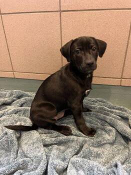 Mixed Breed Dogs Available for Adoption - Dizzle | PetCurious