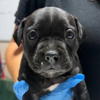 Raviolli -  Mixed Breed Dog for Adoption in Milton, Florida - Raviolli | PetCurious