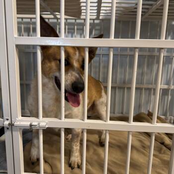Azazel -  Mixed Breed and Corgi Dog for Adoption in Salt Lake City, Utah - Azazel | PetCurious