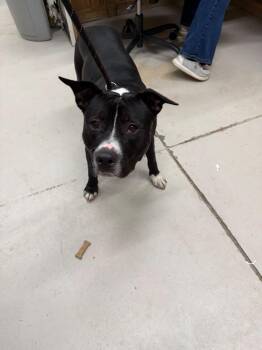 Pit Bull Terrier Dogs Available for Adoption - Axel | PetCurious