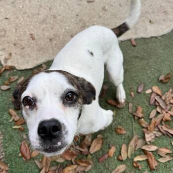 Chihuahua Dogs Available for Adoption - Suzie | PetCurious