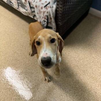 Harlem -  Labrador Retriever Dog for Adoption in Sunderland, Maryland - Harlem | PetCurious