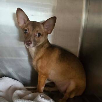 Rescue Chihuahua Dogs for Adoption in Las Vegas, Nevada - Penny Rez AZ | PetCurious