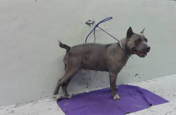 MAVERICK -  Staffordshire Bull Terrier and Mixed Breed Dog for Adoption in Houston, Texas - MAVERICK | PetCurious