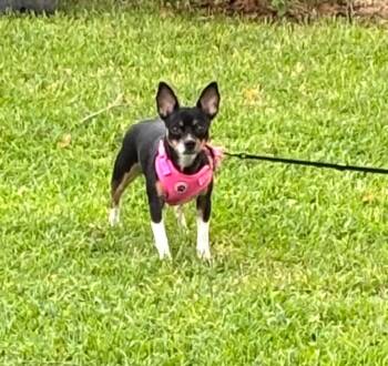 Rescue Rat Terrier Dogs for Adoption in Ville Platte, Louisiana - Zoey | PetCurious