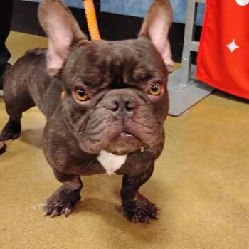 Rescue French Bulldog Dogs for Adoption in Tulsa, Oklahoma - Antione | PetCurious