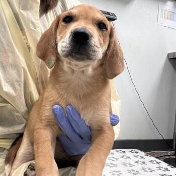 Burrata -  Mixed Breed and Hound Dog for Adoption in Salt Lake City, Utah - Burrata | PetCurious