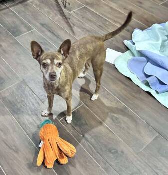 Rescue Chihuahua and Corgi Dogs for Adoption in Saugus, Massachusetts - Grandma Rose | PetCurious