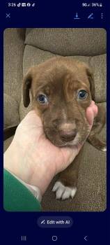 Pit Bull Terrier and Great Dane Dogs Available for Adoption - Blizzard | PetCurious