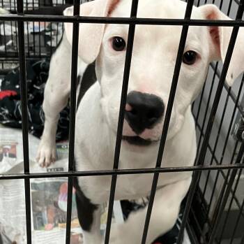 Ben -  Terrier Dog for Adoption in Parma, Ohio - Ben | PetCurious
