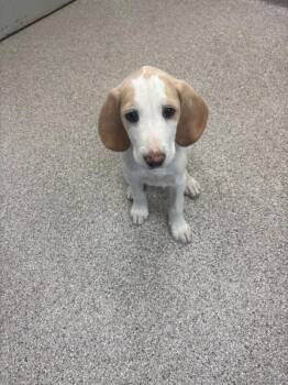 Hound Dogs Available for Adoption in Disputanta, Virginia - Junior | PetCurious