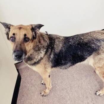 Bear -  German Shepherd Dog and Mixed Breed Dog for Adoption in Brentwood, Missouri - Bear | PetCurious