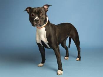 Pit Bull Terrier Dogs Available for Adoption in Phoenix, Arizona - PENELOPE | PetCurious
