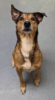 Crystal -  Hound Dog for Adoption in Suffolk, Virginia - Crystal | PetCurious