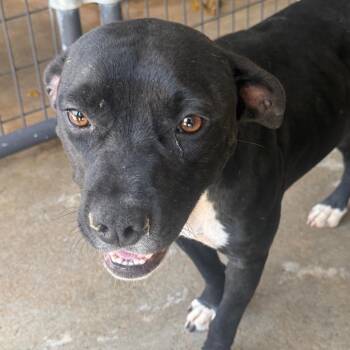 Thelma -  Terrier Dog for Adoption in Birmingham, Alabama - Thelma | PetCurious