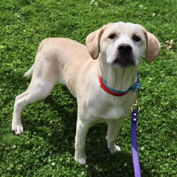 Griff -  Pointer Dog Available for Adoption in Briarcliff Manor, New York - Griff | PetCurious