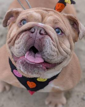 Diamond -  American Bulldog Dog for Adoption in Deering, New Hampshire - Diamond | PetCurious