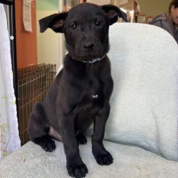 Mixed Breed Dogs Available for Adoption - Big Blue | PetCurious