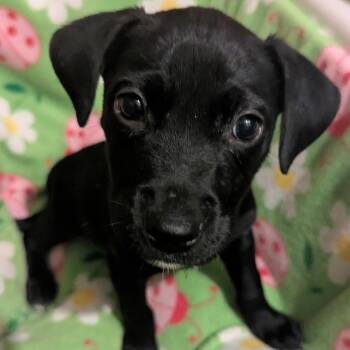 Queen Elizabark -  Labrador Retriever and Mountain Cur Dog for Adoption in Nashville, Tennessee - Queen Elizabark | PetCurious