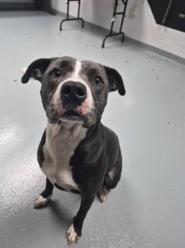 MARISOL -  Pit Bull Terrier Dog for Adoption in St. Cloud, Florida - MARISOL | PetCurious