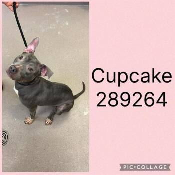 CUPCAKE -  Mixed Breed Dog for Adoption in Macon, Georgia - CUPCAKE | PetCurious