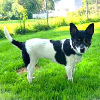 Chihuahua Dogs Available for Adoption - SWEETIE | PetCurious