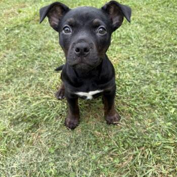 Zilla -  Pit Bull Terrier Dog for Adoption in Kutztown, Pennsylvania - Zilla | PetCurious