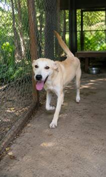 Retriever Dogs Available for Adoption in North Reading, Massachusetts - Capricorn | PetCurious
