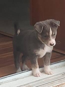 Garrett -  Pomeranian and Mixed Breed Dog for Adoption in Sedalia, Colorado - Garrett | PetCurious