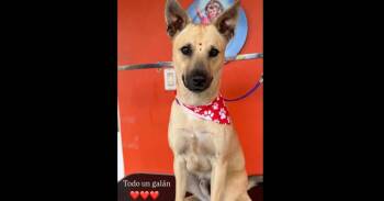 Thor -  Mixed Breed and Labrador Retriever Dog for Adoption in Naranjito, Naranjito - Thor | PetCurious