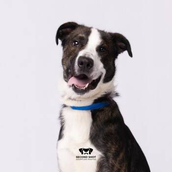 Brewski -  Border Collie and Terrier Dog for Adoption in Tampa, Florida - Brewski | PetCurious