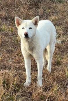 Shiba Inu and Shepherd Dogs Available for Adoption - Breezy | PetCurious