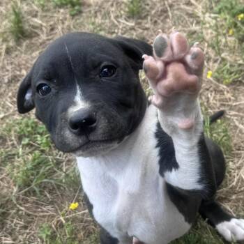 Staffordshire Bull Terrier and Hound Dogs Available for Adoption in Andover, Massachusetts - Ezra Elegant | PetCurious