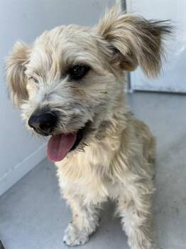 A922609 -  Lhasa Apso and Mixed Breed Dog for Adoption in Sacramento, California - A922609 | PetCurious
