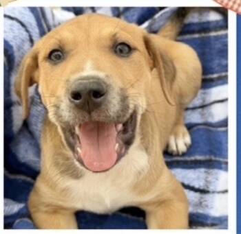Black Mouth Cur Dogs Available for Adoption - Sidney | PetCurious
