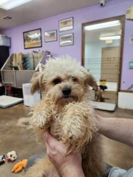 Mixed Breed Dogs Available for Adoption in Deerfield, Wisconsin - Gus | PetCurious