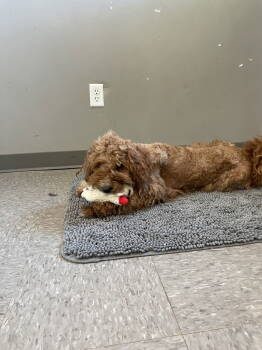 Rescue Standard Poodle and Poodle Dogs for Adoption - Ruby | PetCurious