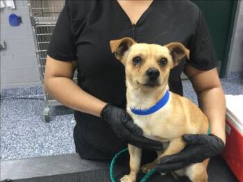 Chihuahua Dogs Available for Adoption - BUZZ | PetCurious