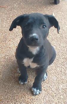 Sissy -  Labrador Retriever and Beagle Dog for Adoption in Chatham, New Jersey - Sissy | PetCurious